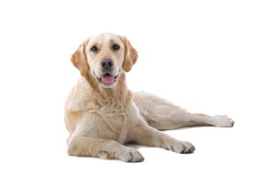 Golden retriever, labrador