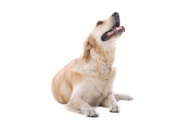 Golden retriever, labrador