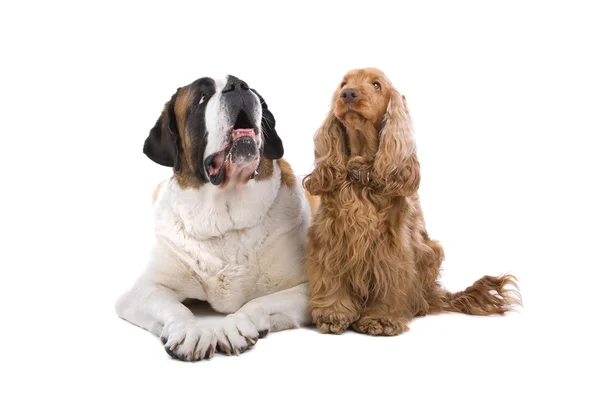 大型的圣伯纳和可卡犬 — 图库照片