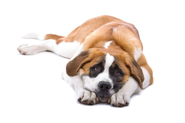 棕色和白色的圣伯纳狗 — 图库照片
