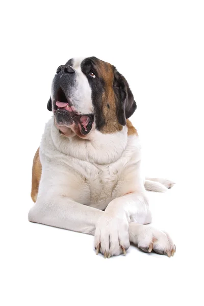 갈색과 흰색 세인트 버나드 개 — 스톡 사진