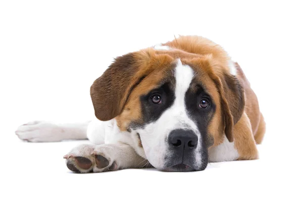 茶色と白のセントバーナード犬 — ストック写真