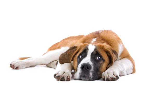 茶色と白のセントバーナード犬 — ストック写真