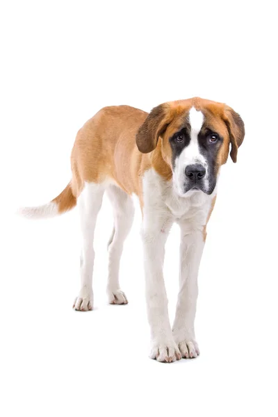 Kahverengi ve beyaz st. bernard köpeği — Stok fotoğraf