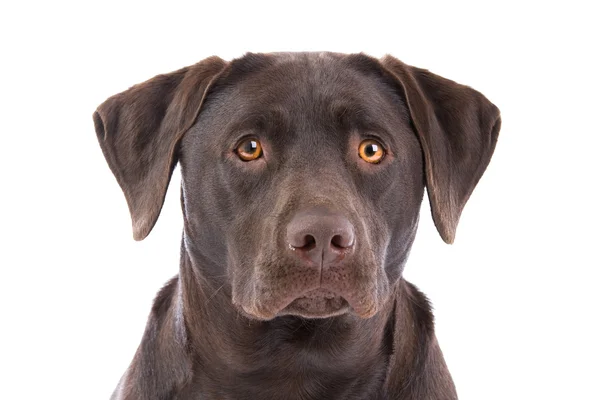 Labrador de ciocolată — Fotografie, imagine de stoc