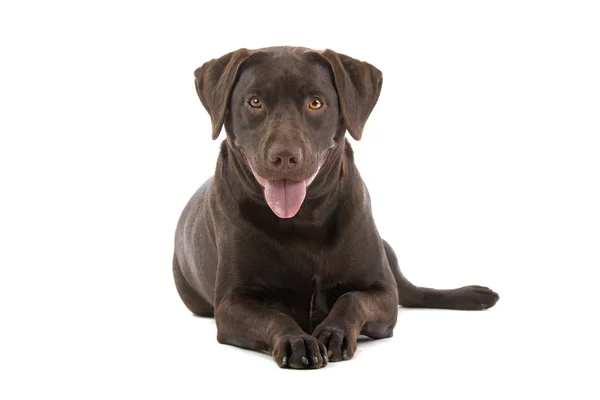 Labrador chocolate — Foto de Stock