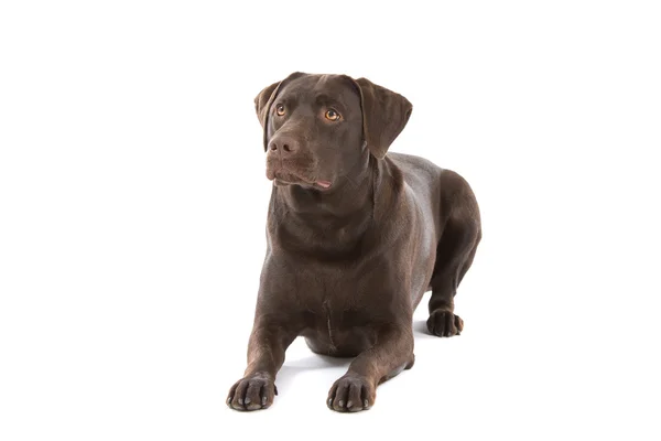 Labrador chocolate —  Fotos de Stock