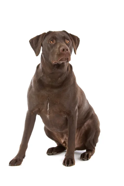Chocolate Labrador — Stock Photo, Image