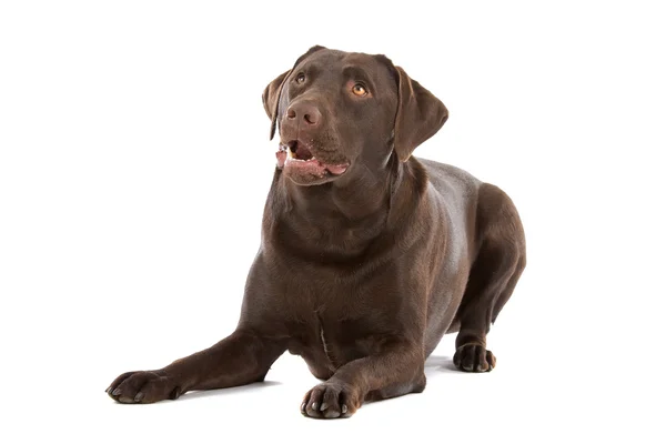 Suklaa Labrador — kuvapankkivalokuva