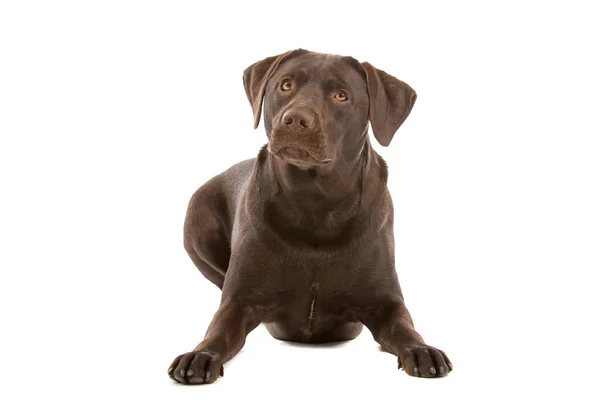 Labrador chocolate — Foto de Stock