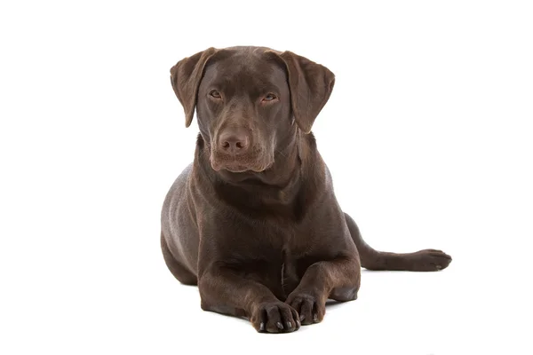 Labrador al cioccolato — Foto Stock