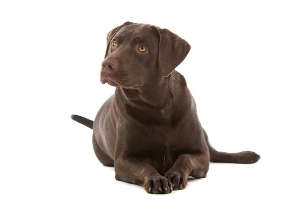 Labrador czekoladowe — Zdjęcie stockowe