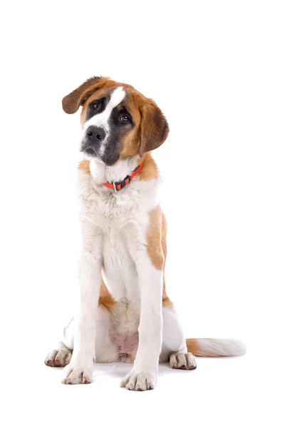 Brązowy i biały pies st. bernard — Zdjęcie stockowe
