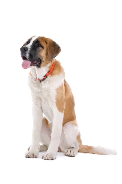 Brun og hvit St. Bernard hund – stockfoto