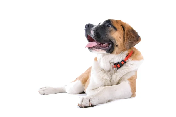 Bruine en witte st. bernard hond — Stockfoto