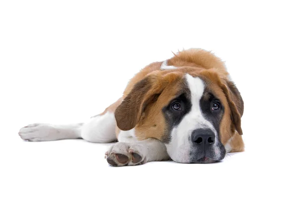 Kahverengi ve beyaz st. bernard köpeği — Stok fotoğraf