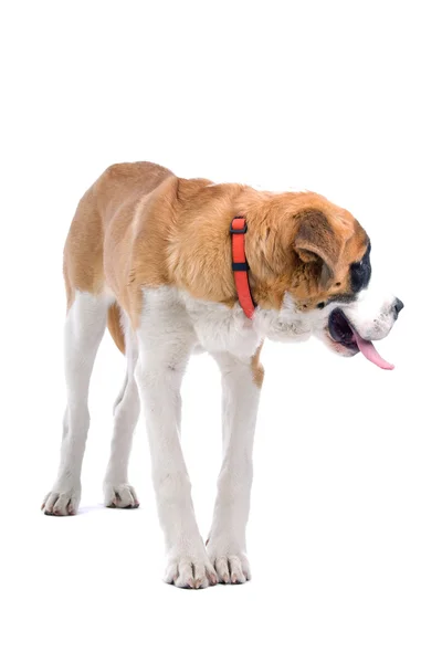 Brązowy i biały pies st. bernard — Zdjęcie stockowe