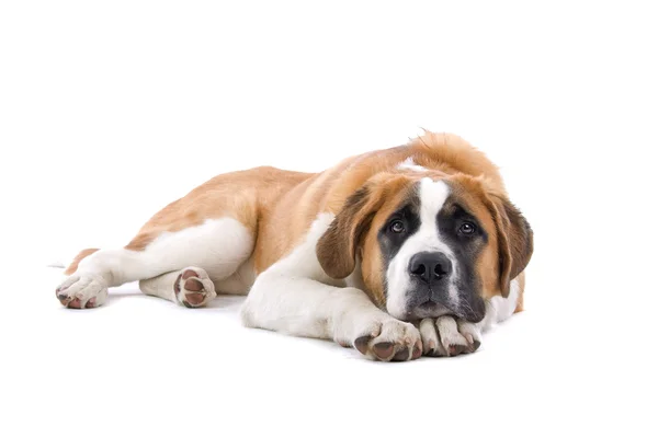 棕色和白色的圣伯纳狗 — 图库照片