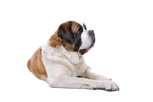 Brun och vit St bernard hund — Stockfoto