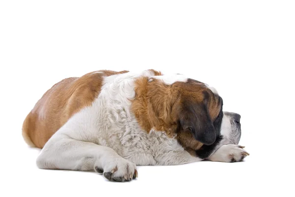 Hnědá a bílá st. bernard pes — Stock fotografie