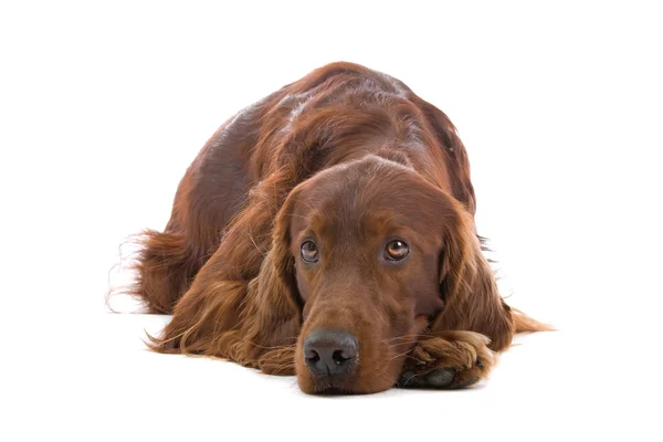 Irlandese Red Setter — Foto Stock