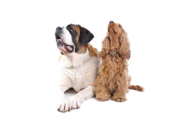大型的圣伯纳和可卡犬 — 图库照片