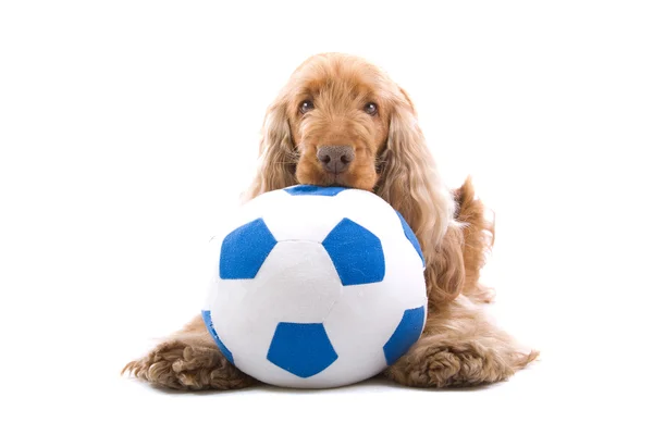 stock image Cocker Spaniel