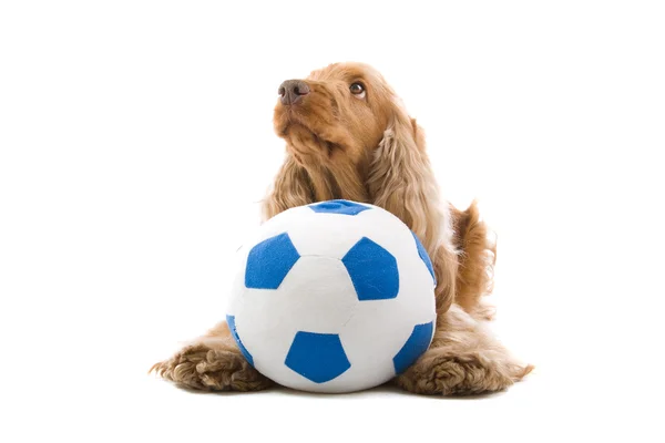 stock image Cocker Spaniel