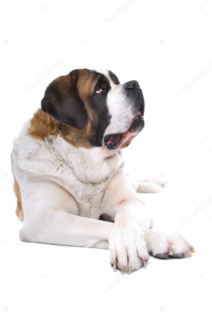 Brown and white St. Bernard dog