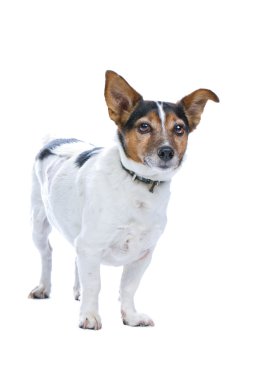 Jack Russell Terrier Köpeği