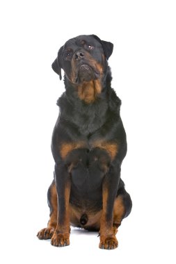 Strong rottweiller sitting clipart