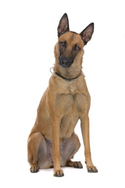 Belgium shepherd dog clipart