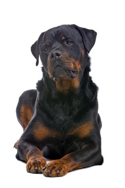 güçlü rottweiller köpek