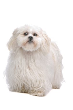 Close up of shih tzu dog clipart