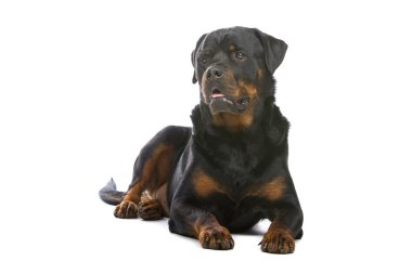 Strong rottweiller dog clipart