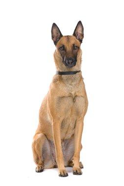 Belgium shepherd dog clipart