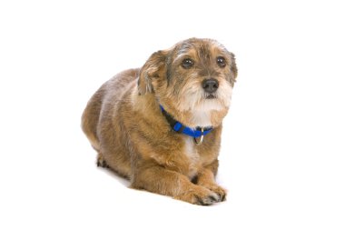 Old mixed breed dog clipart