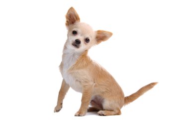 Short haired chihuahua dog clipart