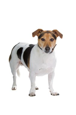 Jack Russell Terrier Köpeği
