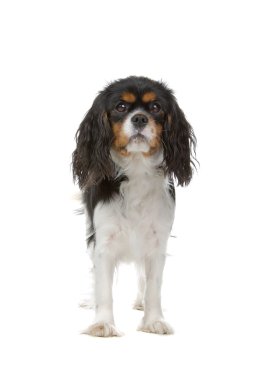 Cavalier King Charles