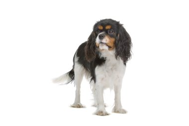 Cavalier King Charles