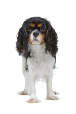 Cavalier King Charles