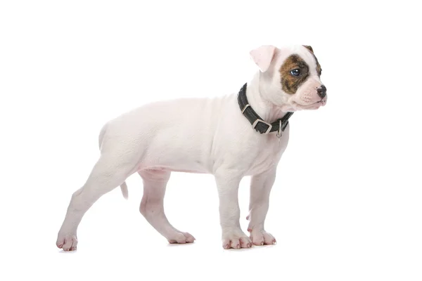 Amerikaanse bulldog pup — Stockfoto