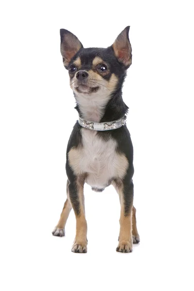 Чиуауа-собака стоит неподвижно — стоковое фото