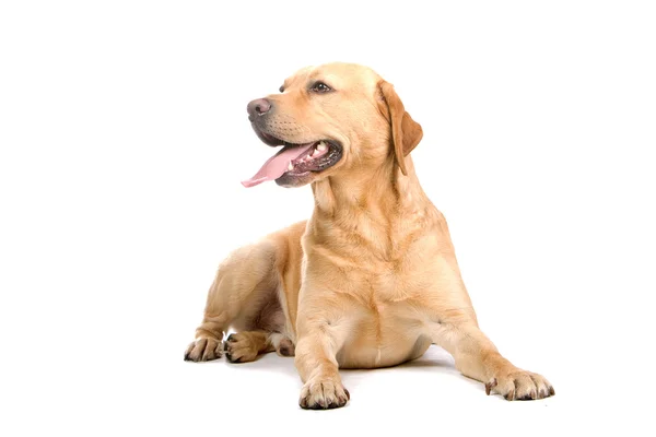 Arany retriever kutya — Stock Fotó