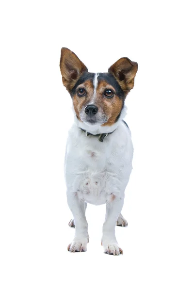 Jack Russell terrier perro —  Fotos de Stock