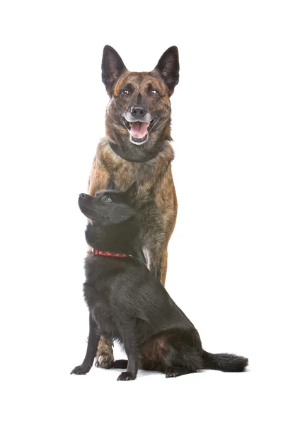 Zwei süße Schäferhunde — Stockfoto