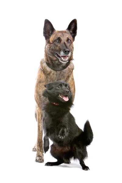 Dos perros pastor — Foto de Stock