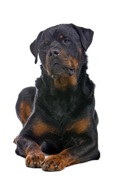 Strong rottweiller dog — Stock Photo, Image