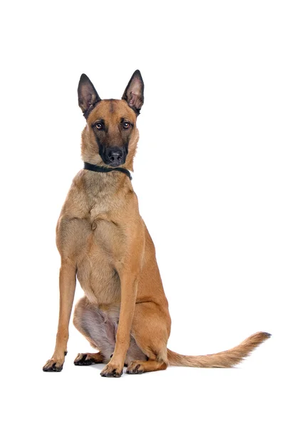 Belgium shepherd dog — Stock Photo, Image